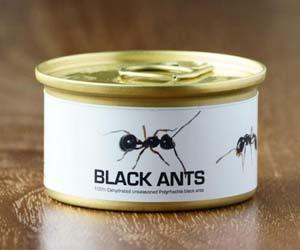 Hormigas negras comestibles