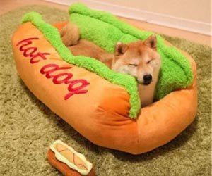 Cama para Perro