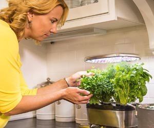 Huerto de Cocina