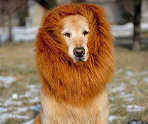 Bufanda Melena de León para Perro