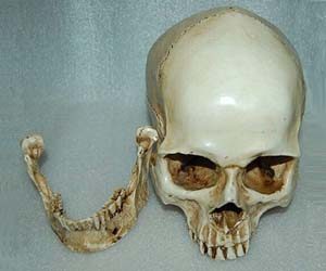 Cráneo humano de resina