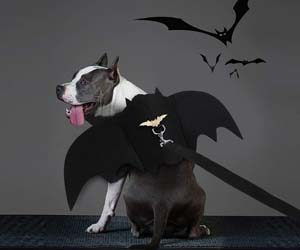 Alas de Perro para Halloween